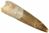 Fossil Plesiosaur (Zarafasaura) Tooth - Morocco #296357-1